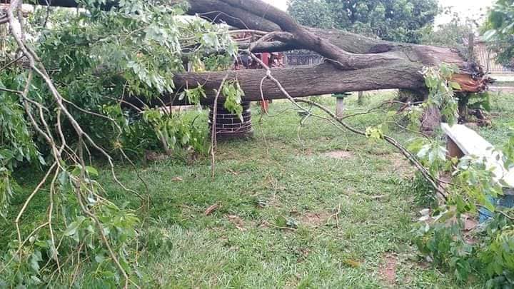 Puede ser una imagen de árbol